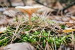 青苔图片
