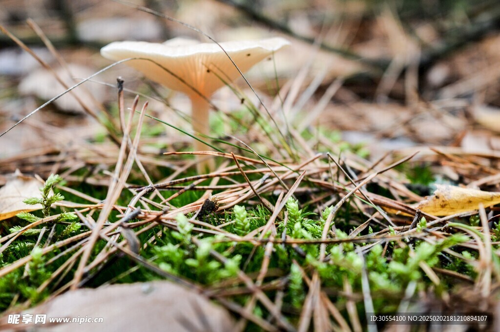 青苔图片