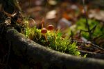 青苔图片
