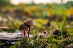 青苔图片