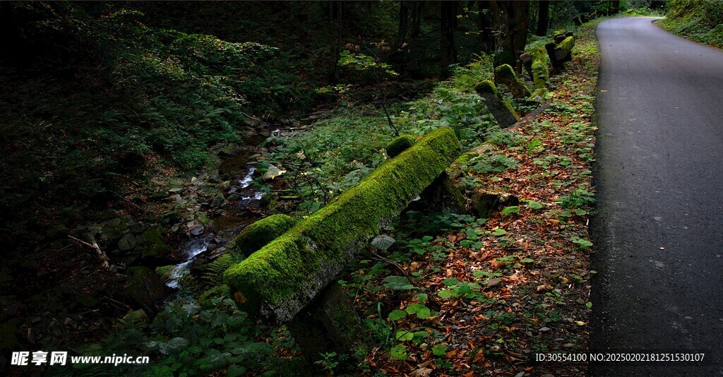 青苔图片
