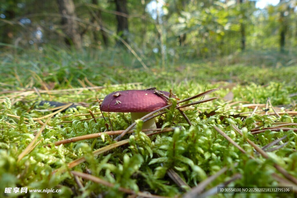 青苔图片