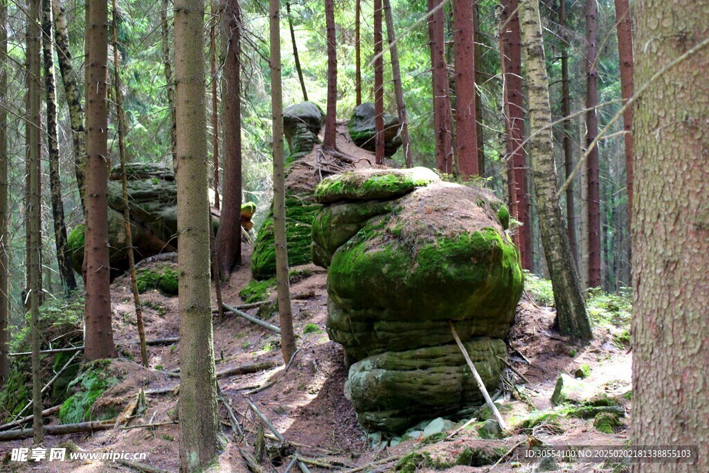青苔图片 