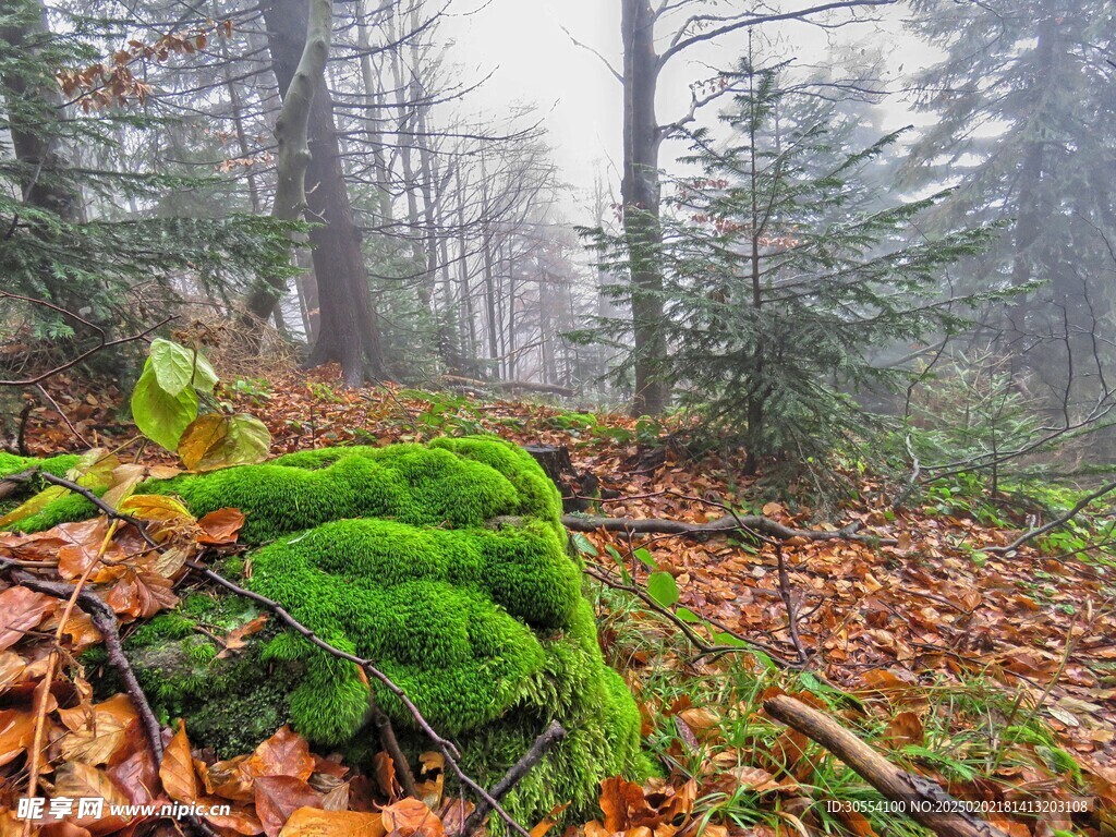 青苔图片 