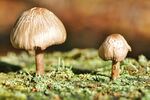 青苔图片