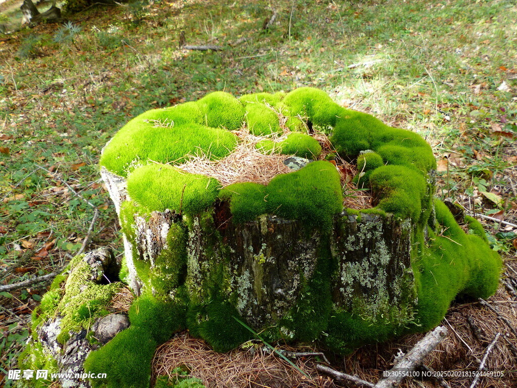 青苔图片 