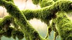 青苔图片