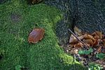 青苔图片
