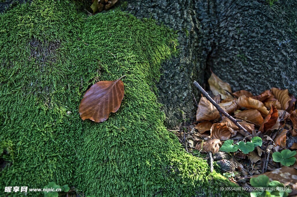 青苔图片
