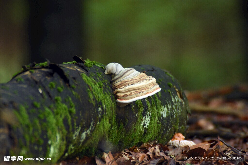 青苔图片