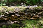 青苔图片