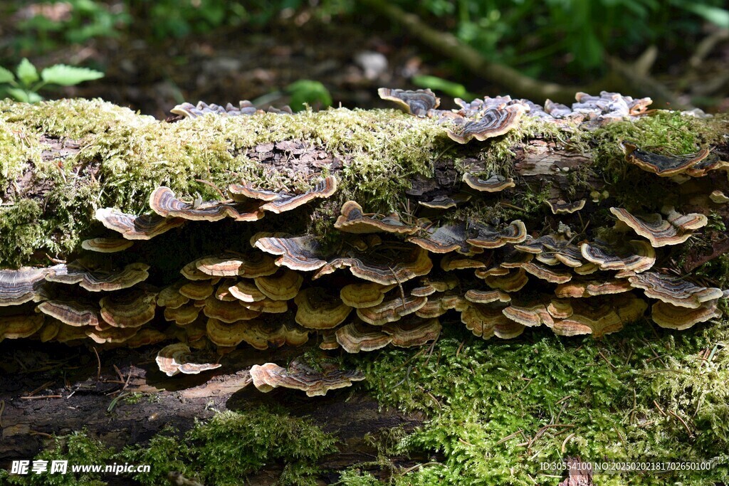 青苔图片