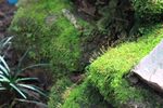 青苔图片