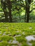 青苔图片