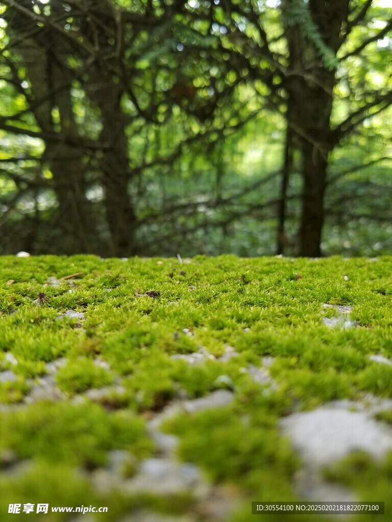 青苔图片