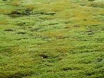 青苔图片 