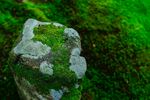 青苔图片