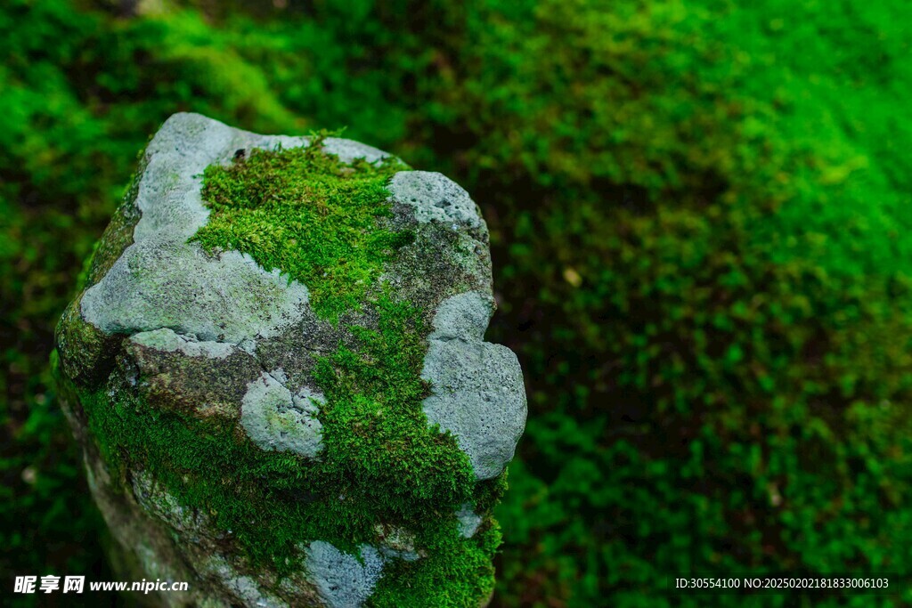 青苔图片