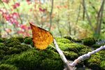 青苔图片