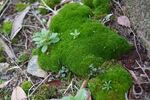 青苔图片