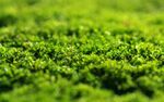 青苔图片 