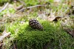 青苔图片