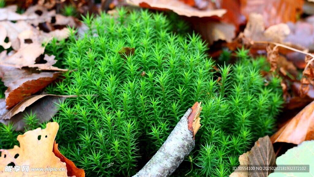 青苔图片