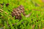 青苔图片 