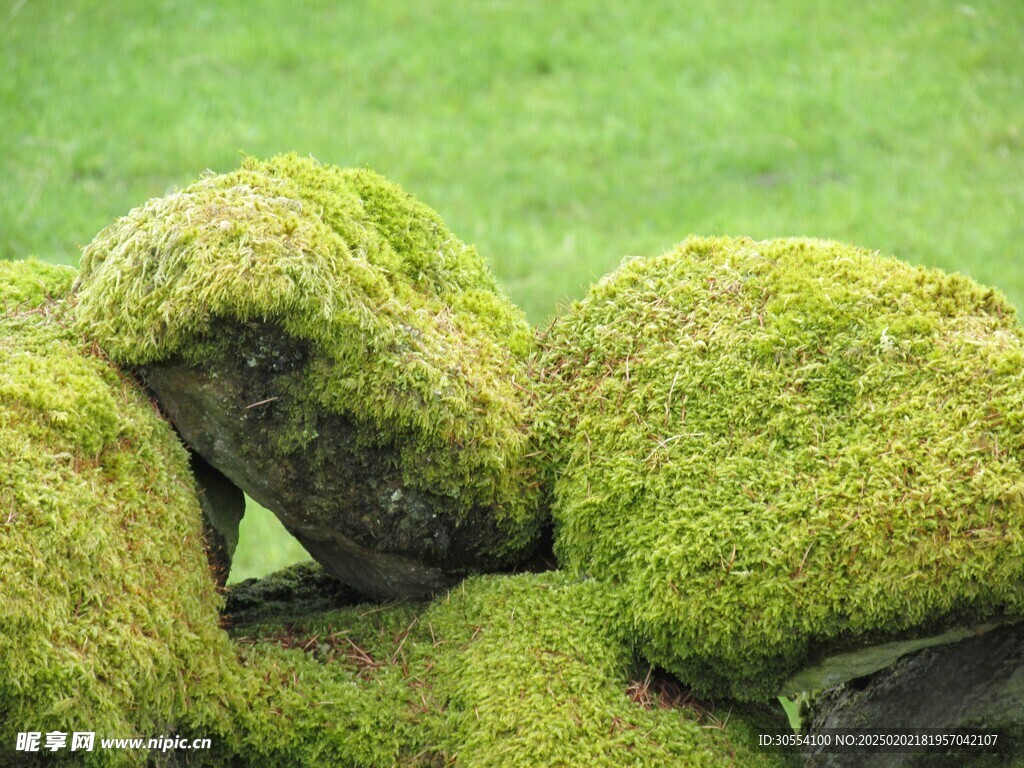 青苔图片