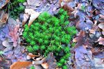 青苔图片 