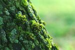 青苔图片