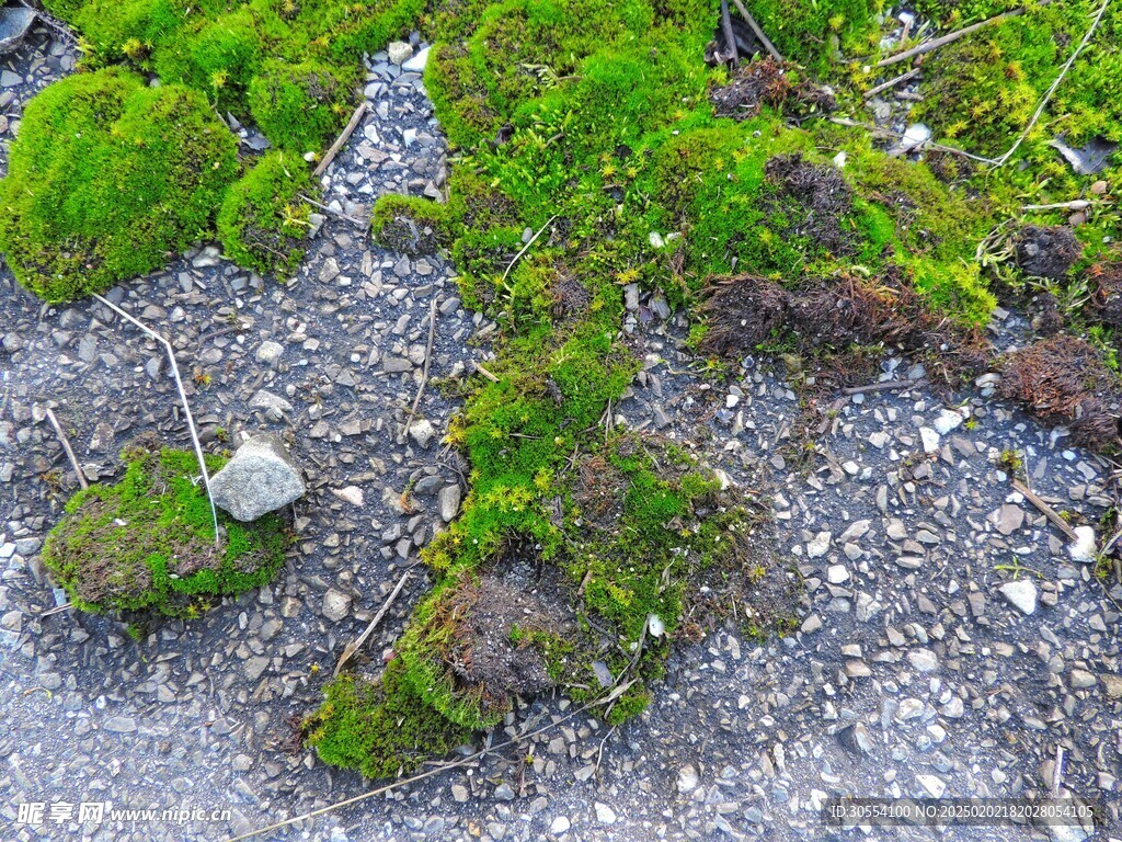 青苔图片