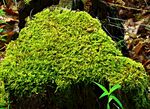 青苔图片 