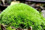 青苔图片 