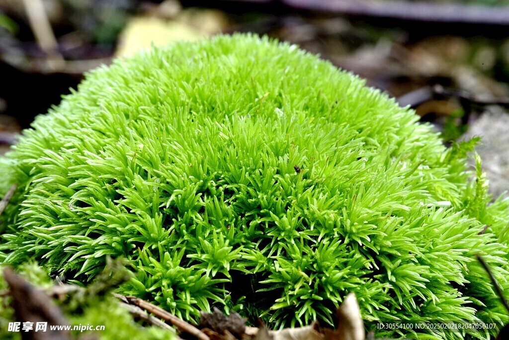 青苔图片 