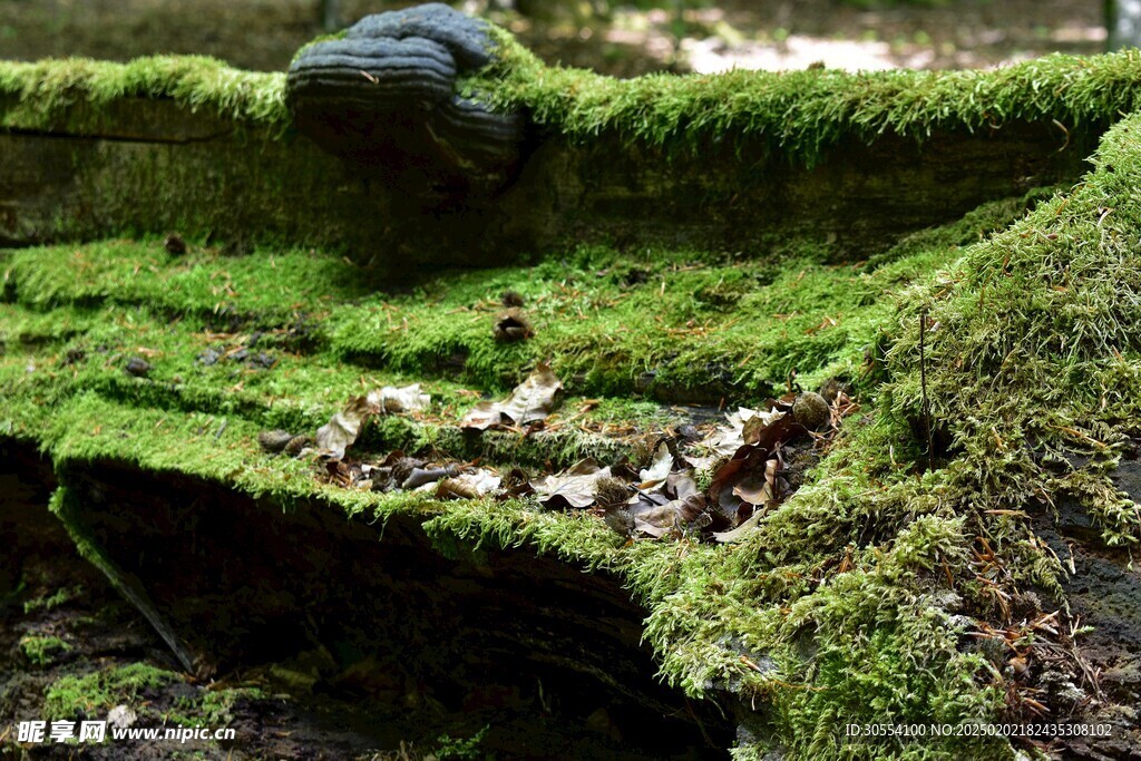 青苔图片 