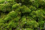 青苔图片