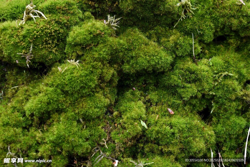 青苔图片