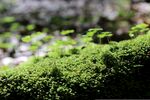 青苔图片