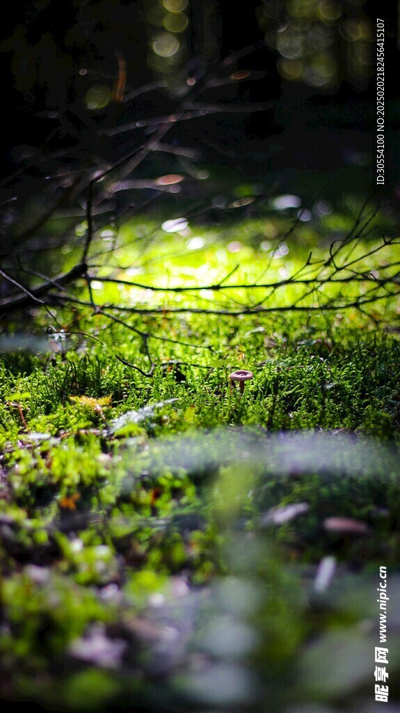 青苔图片