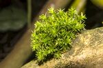 青苔图片