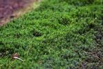 青苔图片