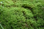 青苔图片