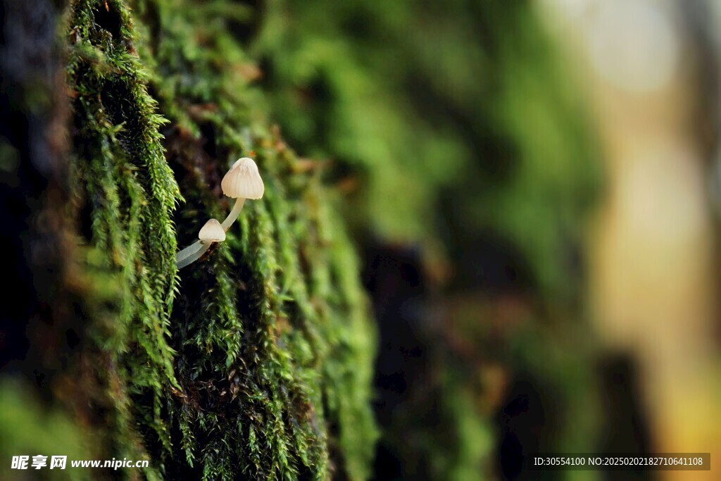  青苔图片