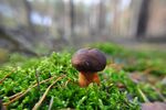 青苔图片 