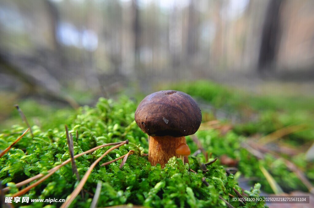 青苔图片 