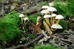青苔图片