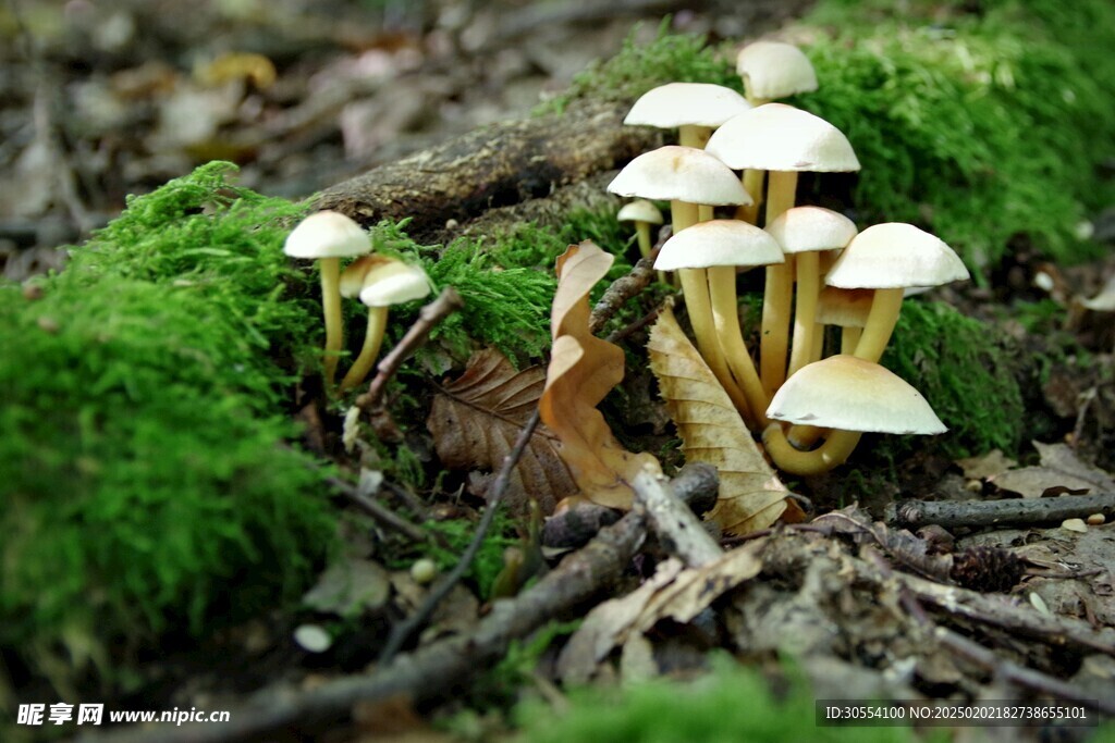 青苔图片