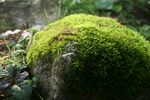 青苔图片