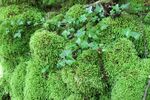 青苔图片 
